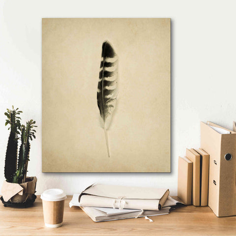 Image of 'Feather IV Vintage' by Debra Van Swearingen, Canvas Wall Art,20 x 24