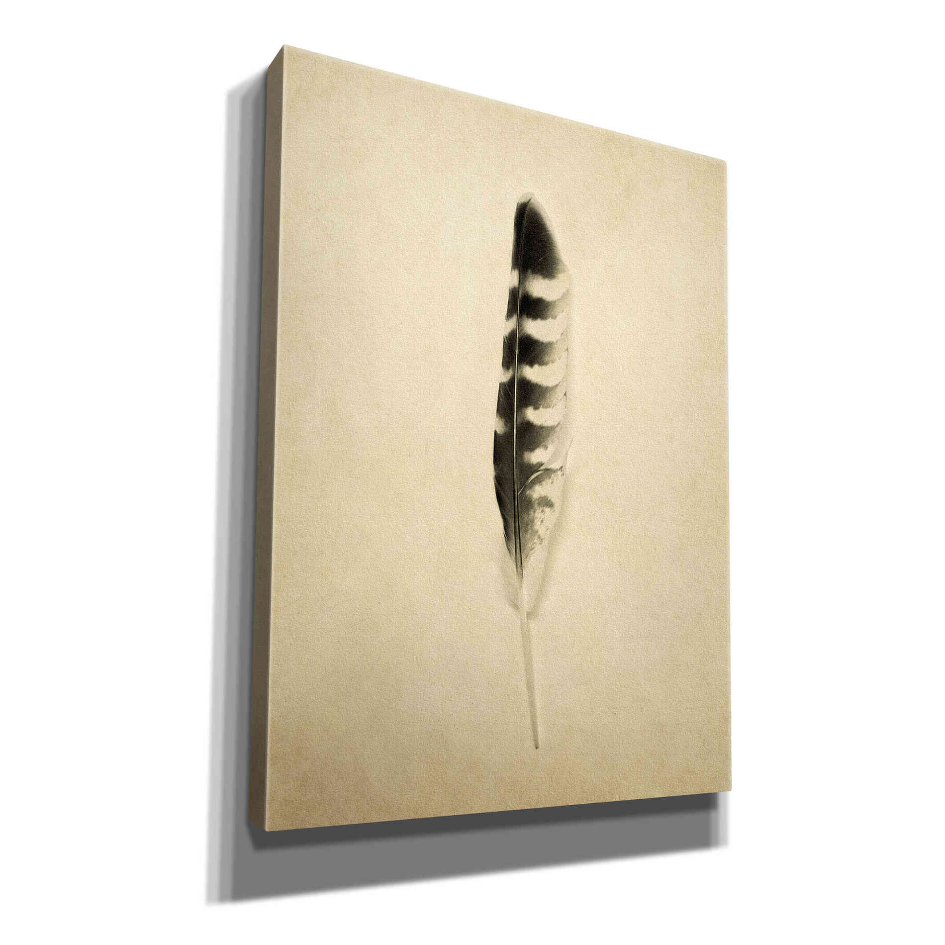 'Feather IV Vintage' by Debra Van Swearingen, Canvas Wall Art,12x16x1.1x0,20x24x1.1x0,26x30x1.74x0,40x54x1.74x0