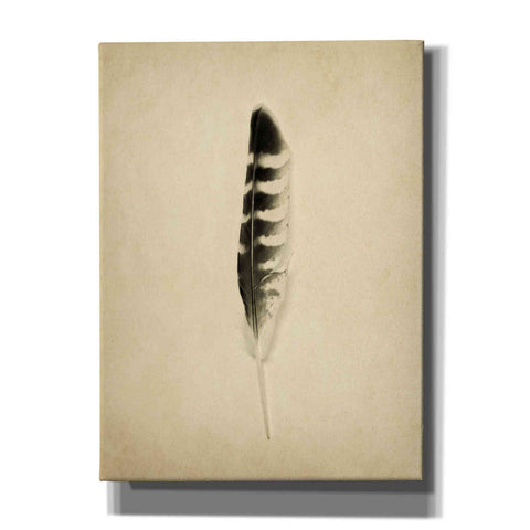 Image of 'Feather IV Vintage' by Debra Van Swearingen, Canvas Wall Art,12x16x1.1x0,20x24x1.1x0,26x30x1.74x0,40x54x1.74x0