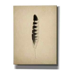 'Feather IV Vintage' by Debra Van Swearingen, Canvas Wall Art,12x16x1.1x0,20x24x1.1x0,26x30x1.74x0,40x54x1.74x0