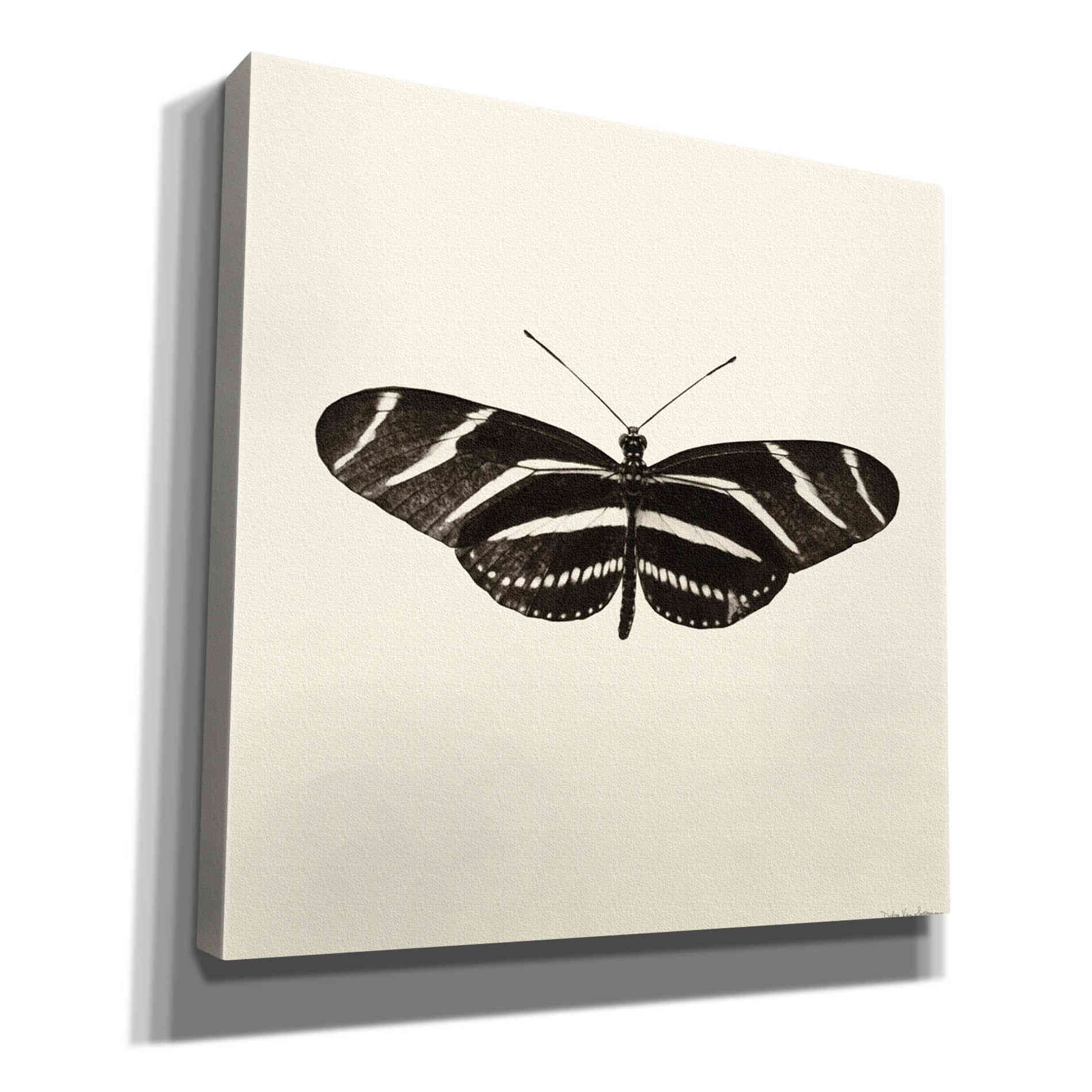 'Butterfly IX B&W' by Debra Van Swearingen, Canvas Wall Art,12x12x1.1x0,18x18x1.1x0,26x26x1.74x0,37x37x1.74x0
