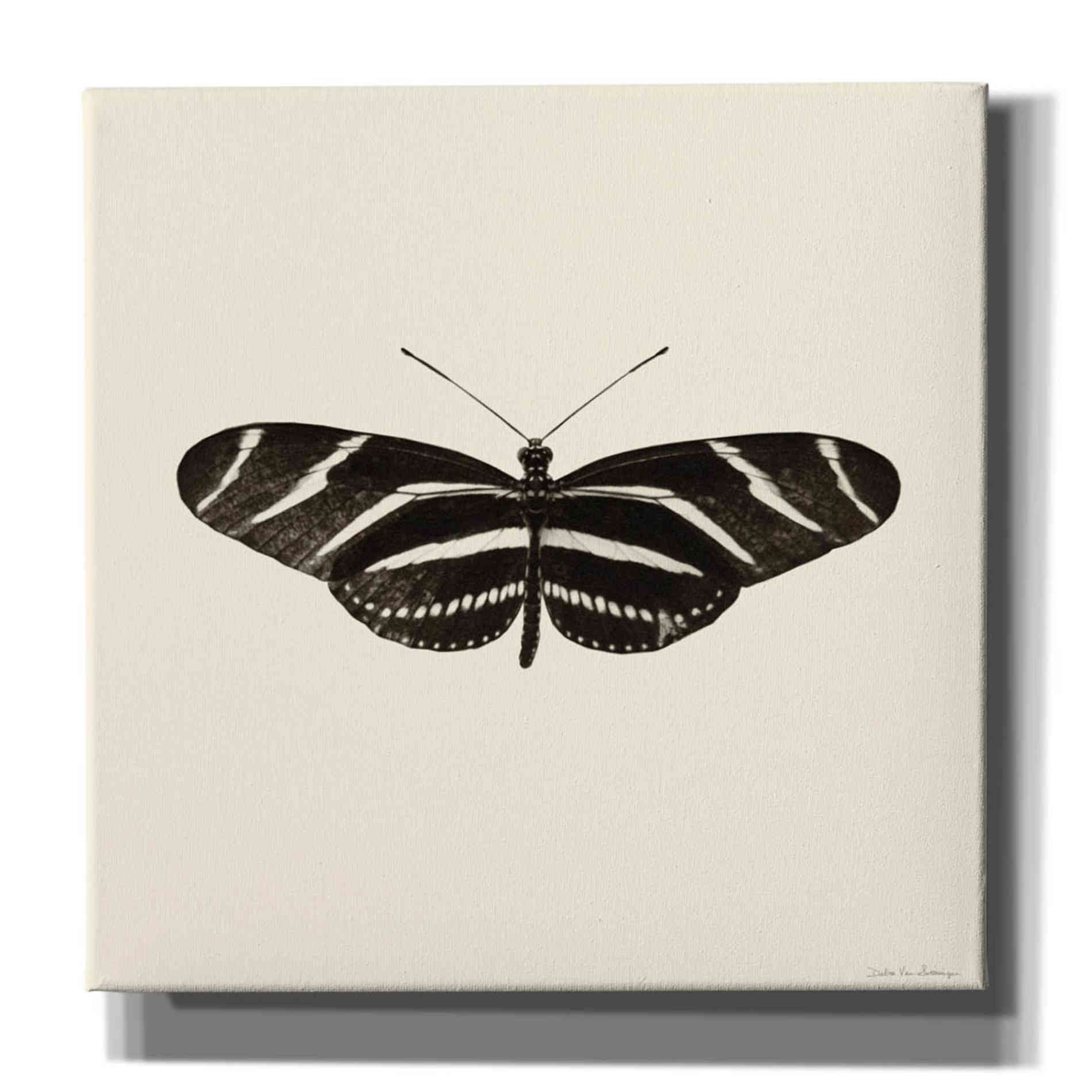'Butterfly IX B&W' by Debra Van Swearingen, Canvas Wall Art,12x12x1.1x0,18x18x1.1x0,26x26x1.74x0,37x37x1.74x0