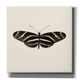 'Butterfly IX B&W' by Debra Van Swearingen, Canvas Wall Art,12x12x1.1x0,18x18x1.1x0,26x26x1.74x0,37x37x1.74x0