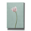 'Light Tulips I Harbor Gray' by Debra Van Swearingen, Canvas Wall Art,12x18x1.1x0,18x26x1.1x0,26x40x1.74x0,40x60x1.74x0