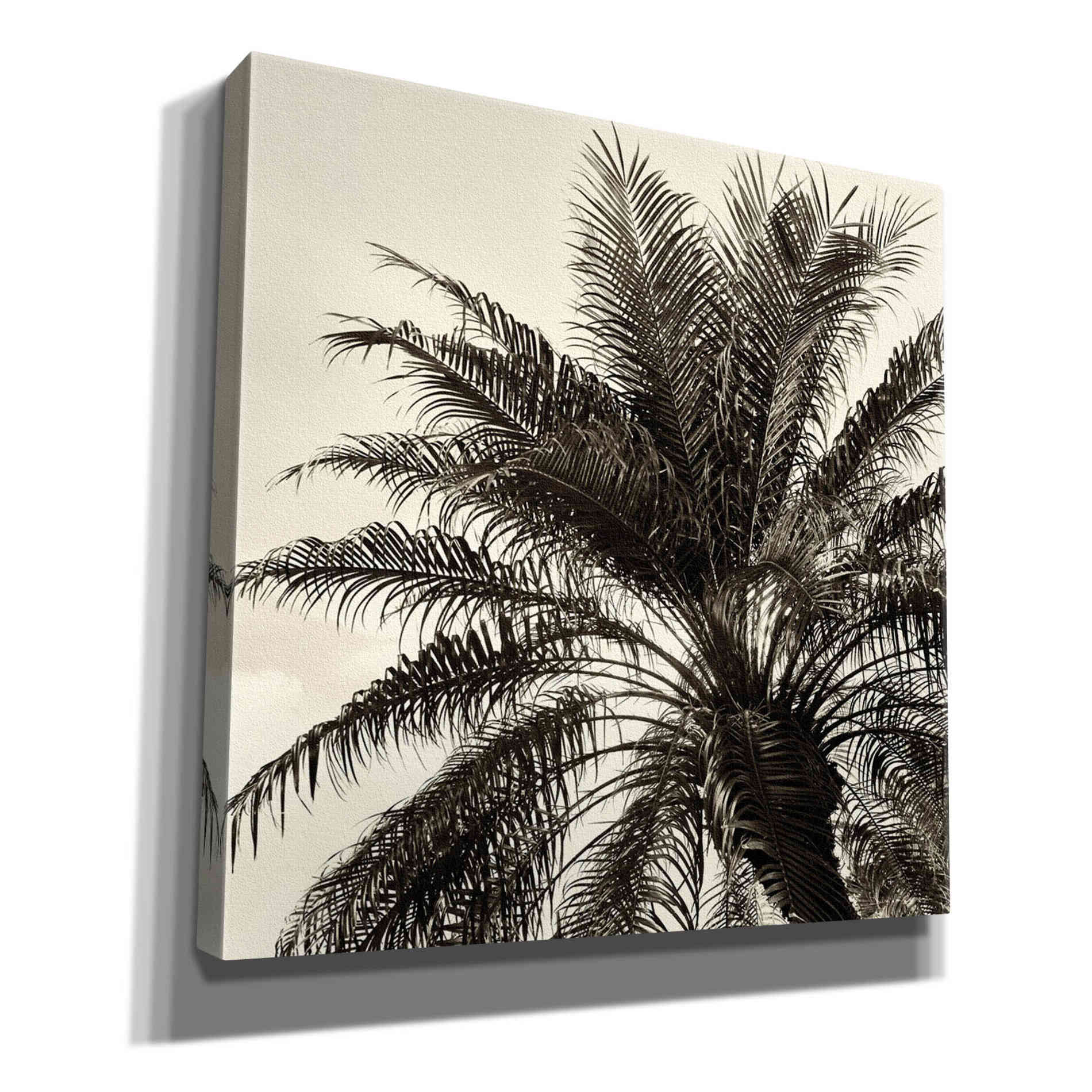 'Palm Tree Sepia I' by Debra Van Swearingen, Canvas Wall Art,12x12x1.1x0,18x18x1.1x0,26x26x1.74x0,37x37x1.74x0