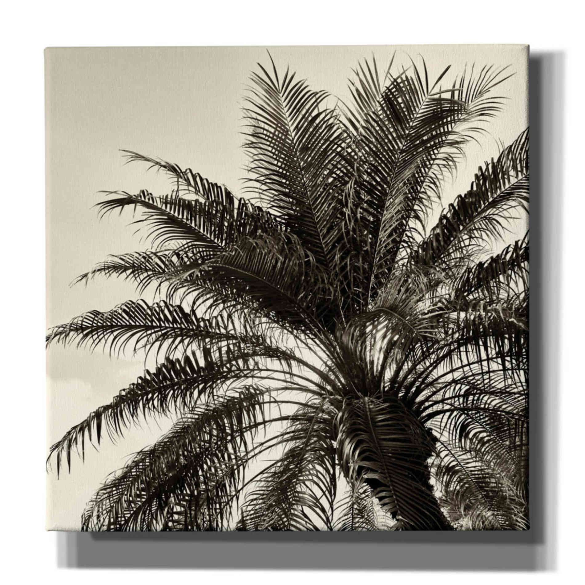 'Palm Tree Sepia I' by Debra Van Swearingen, Canvas Wall Art,12x12x1.1x0,18x18x1.1x0,26x26x1.74x0,37x37x1.74x0