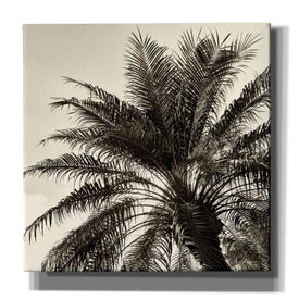 'Palm Tree Sepia I' by Debra Van Swearingen, Canvas Wall Art,12x12x1.1x0,18x18x1.1x0,26x26x1.74x0,37x37x1.74x0
