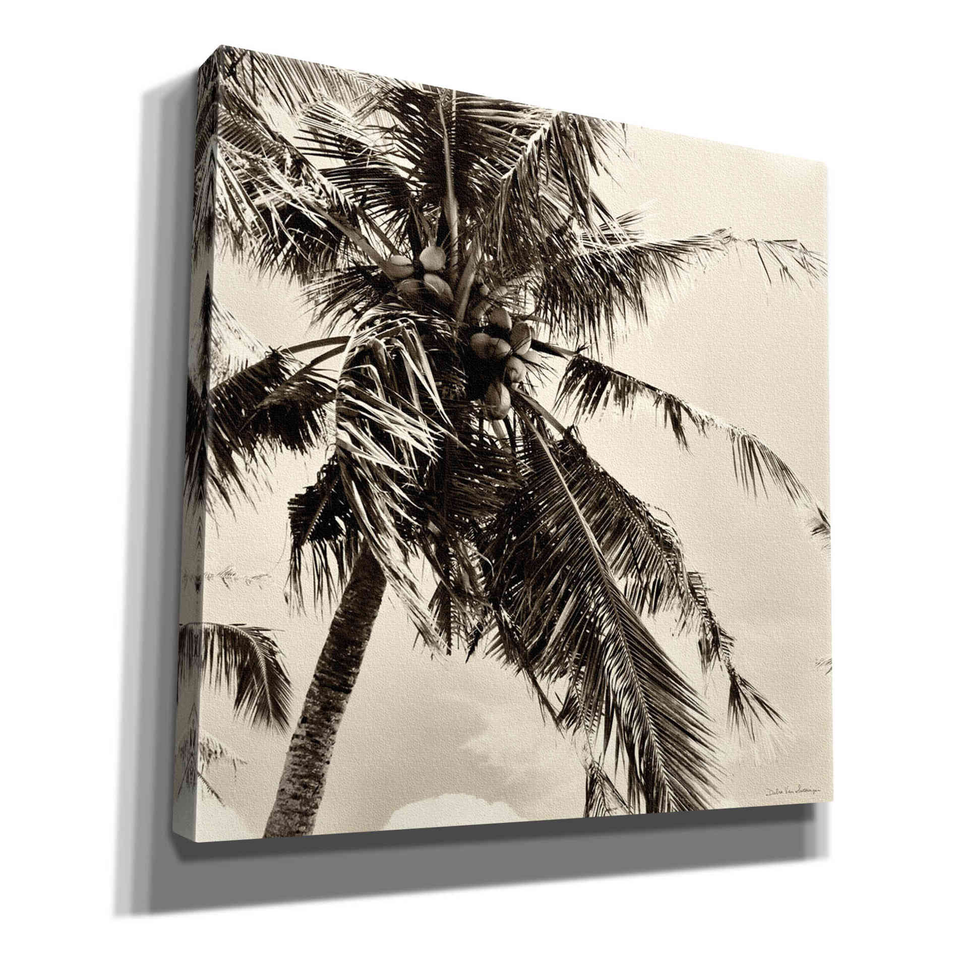 'Palm Tree Sepia II' by Debra Van Swearingen, Canvas Wall Art,12x12x1.1x0,18x18x1.1x0,26x26x1.74x0,37x37x1.74x0