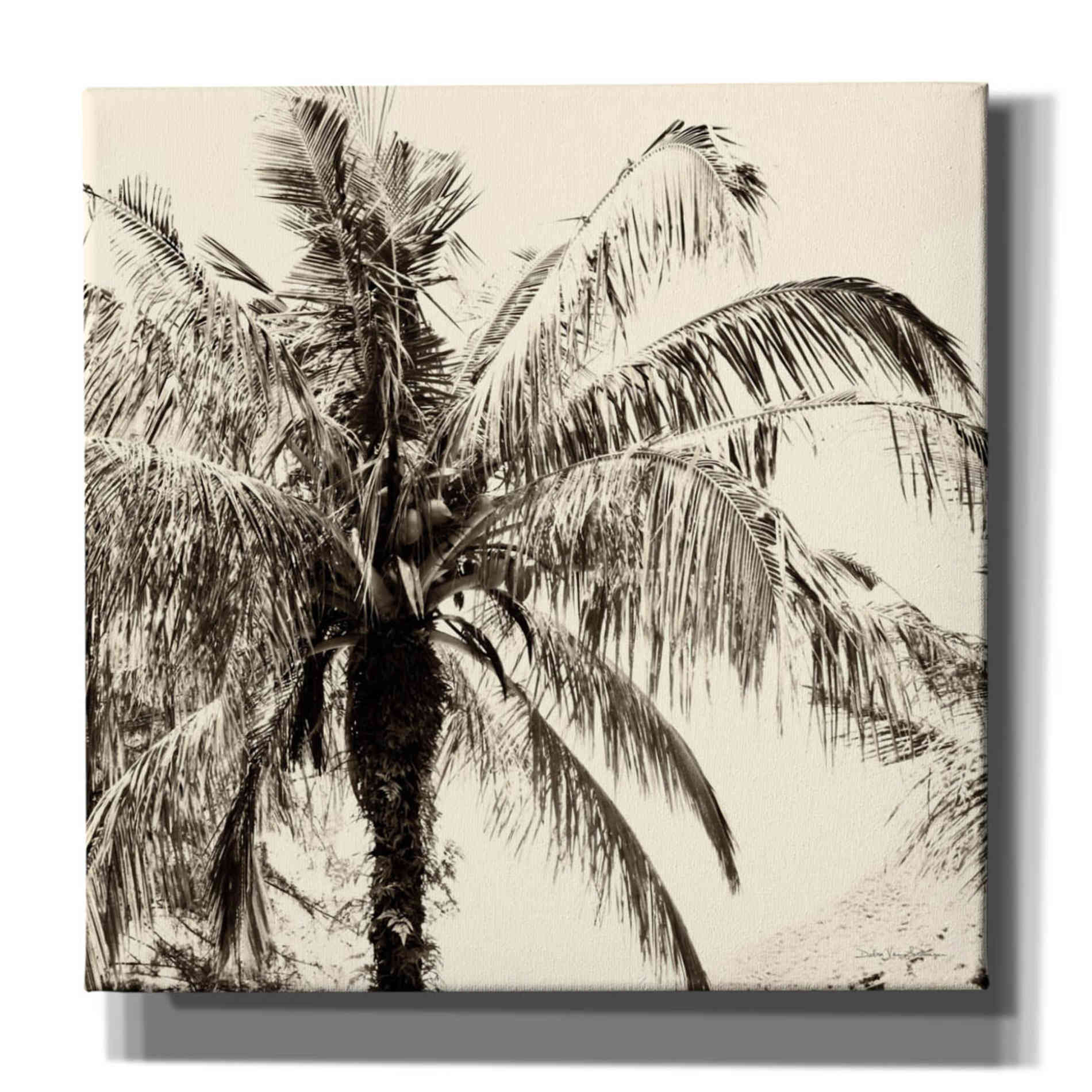 'Palm Tree Sepia III' by Debra Van Swearingen, Canvas Wall Art,12x12x1.1x0,18x18x1.1x0,26x26x1.74x0,37x37x1.74x0