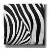 'Zebra IV' by Debra Van Swearingen, Canvas Wall Art,12x12x1.1x0,18x18x1.1x0,26x26x1.74x0,37x37x1.74x0