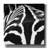 'Zebra V' by Debra Van Swearingen, Canvas Wall Art,12x12x1.1x0,18x18x1.1x0,26x26x1.74x0,37x37x1.74x0