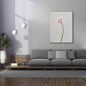 'Light Tulips I' by Debra Van Swearingen, Canvas Wall Art,40 x 54