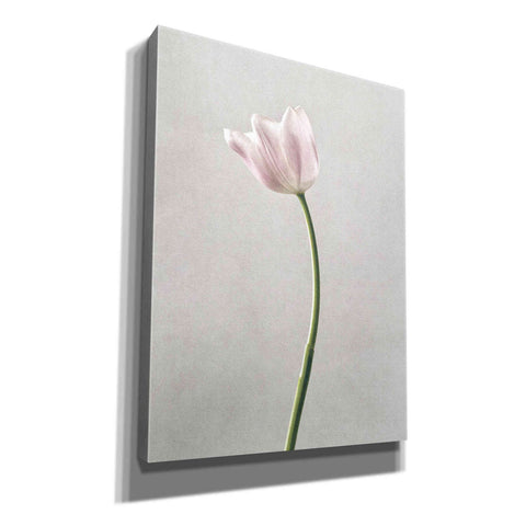 Image of 'Light Tulips I' by Debra Van Swearingen, Canvas Wall Art,12x16x1.1x0,20x24x1.1x0,26x30x1.74x0,40x54x1.74x0