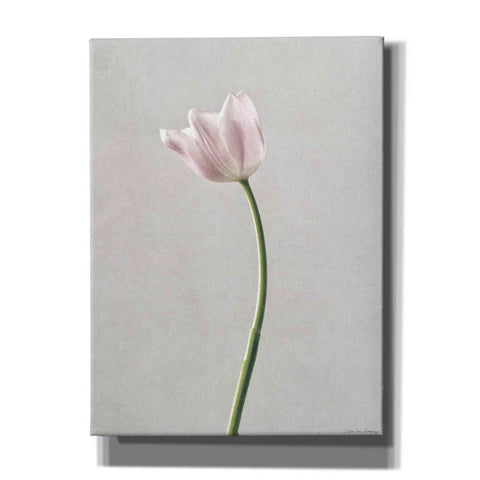 Image of 'Light Tulips I' by Debra Van Swearingen, Canvas Wall Art,12x16x1.1x0,20x24x1.1x0,26x30x1.74x0,40x54x1.74x0