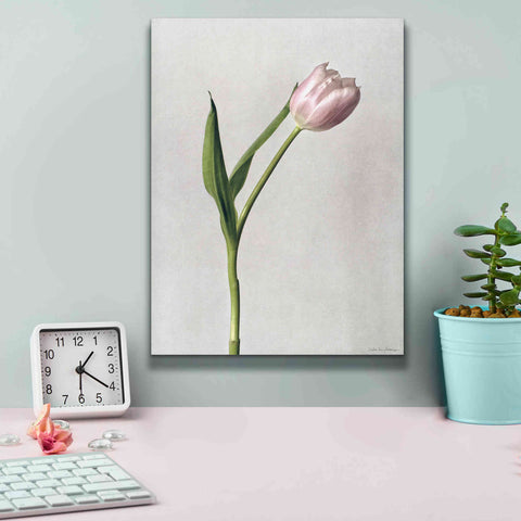 Image of 'Light Tulips II' by Debra Van Swearingen, Canvas Wall Art,12 x 16