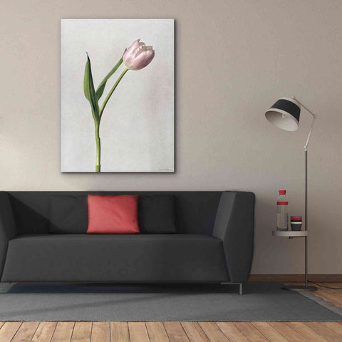 Image of 'Light Tulips II' by Debra Van Swearingen, Canvas Wall Art,40 x 54