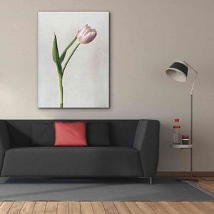 'Light Tulips II' by Debra Van Swearingen, Canvas Wall Art,40 x 54