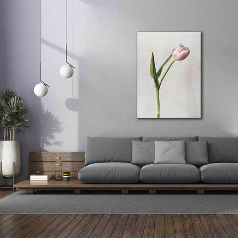 Image of 'Light Tulips II' by Debra Van Swearingen, Canvas Wall Art,40 x 54