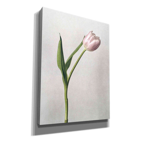Image of 'Light Tulips II' by Debra Van Swearingen, Canvas Wall Art,12x16x1.1x0,20x24x1.1x0,26x30x1.74x0,40x54x1.74x0
