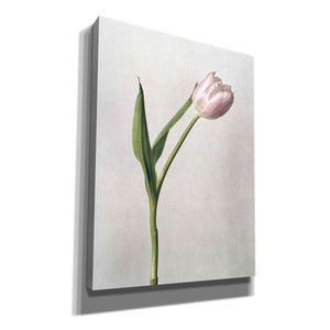 'Light Tulips II' by Debra Van Swearingen, Canvas Wall Art,12x16x1.1x0,20x24x1.1x0,26x30x1.74x0,40x54x1.74x0