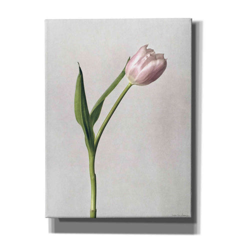 Image of 'Light Tulips II' by Debra Van Swearingen, Canvas Wall Art,12x16x1.1x0,20x24x1.1x0,26x30x1.74x0,40x54x1.74x0