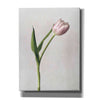 'Light Tulips II' by Debra Van Swearingen, Canvas Wall Art,12x16x1.1x0,20x24x1.1x0,26x30x1.74x0,40x54x1.74x0
