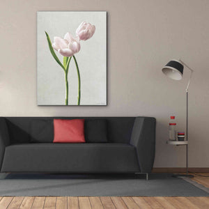 'Light Tulips III' by Debra Van Swearingen, Canvas Wall Art,40 x 54