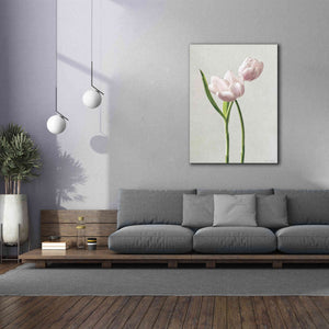 'Light Tulips III' by Debra Van Swearingen, Canvas Wall Art,40 x 54