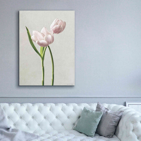 Image of 'Light Tulips III' by Debra Van Swearingen, Canvas Wall Art,40 x 54