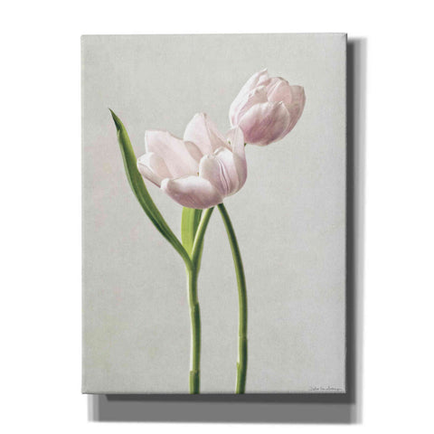 Image of 'Light Tulips III' by Debra Van Swearingen, Canvas Wall Art,12x16x1.1x0,20x24x1.1x0,26x30x1.74x0,40x54x1.74x0
