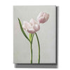 'Light Tulips III' by Debra Van Swearingen, Canvas Wall Art,12x16x1.1x0,20x24x1.1x0,26x30x1.74x0,40x54x1.74x0