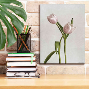 'Light Tulips IV' by Debra Van Swearingen, Canvas Wall Art,12 x 16