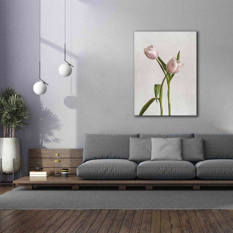 Image of 'Light Tulips IV' by Debra Van Swearingen, Canvas Wall Art,40 x 54