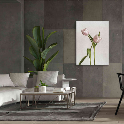 Image of 'Light Tulips IV' by Debra Van Swearingen, Canvas Wall Art,40 x 54