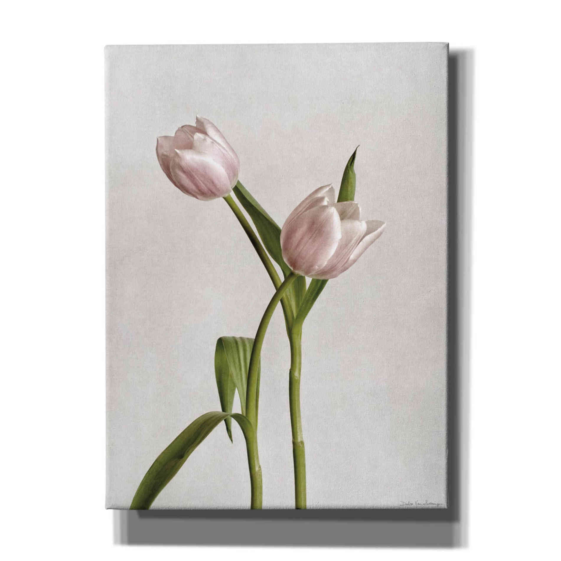 'Light Tulips IV' by Debra Van Swearingen, Canvas Wall Art,12x16x1.1x0,20x24x1.1x0,26x30x1.74x0,40x54x1.74x0