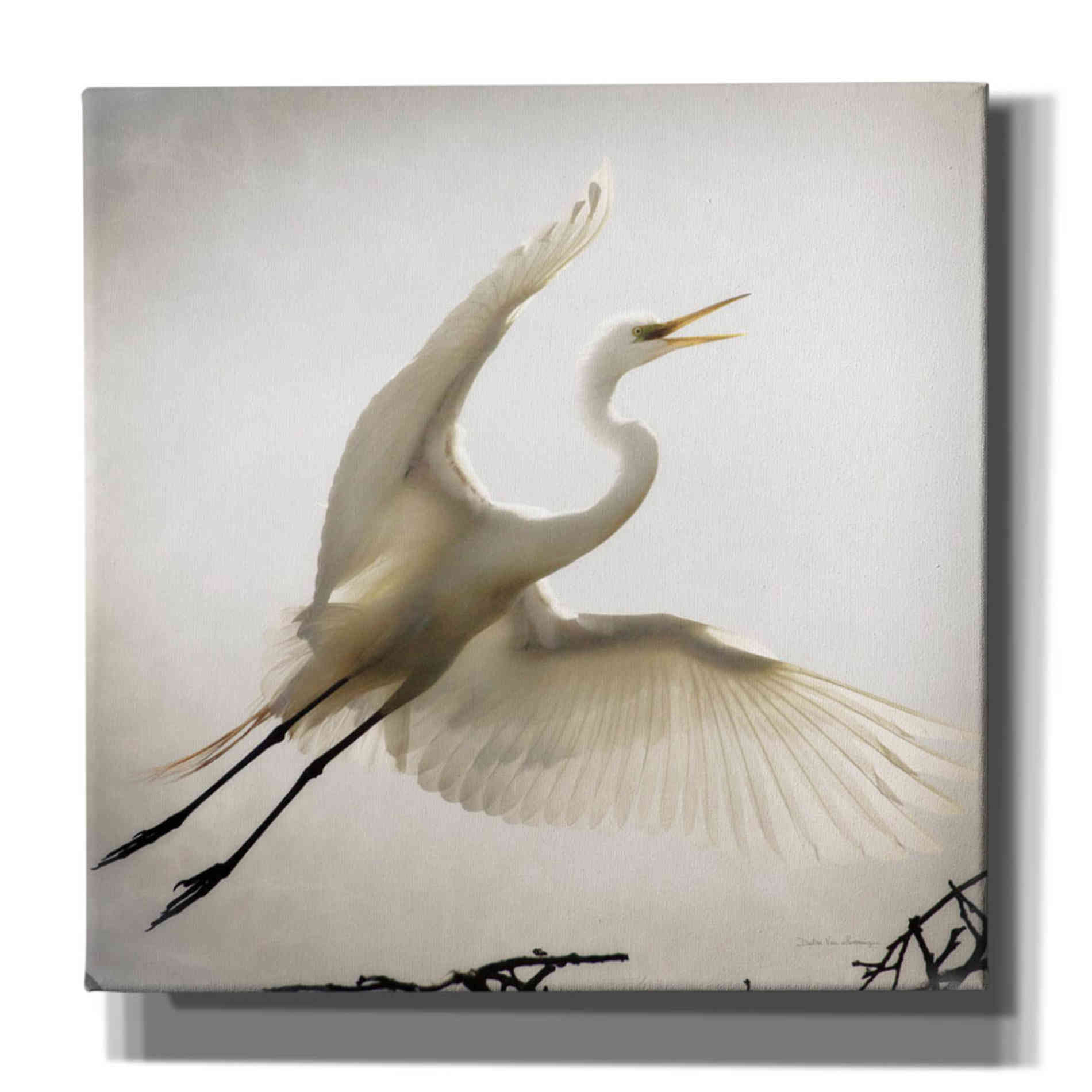 'Emergence' by Debra Van Swearingen, Canvas Wall Art,12x12x1.1x0,18x18x1.1x0,26x26x1.74x0,37x37x1.74x0