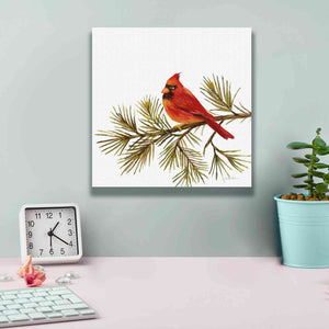 'Cardinal Christmas V on White' by Silvia Vassileva, Canvas Wall Art,12 x 12