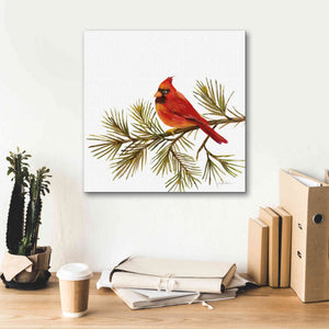 'Cardinal Christmas V on White' by Silvia Vassileva, Canvas Wall Art,18 x 18