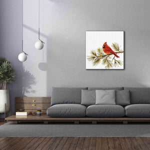 'Cardinal Christmas V on White' by Silvia Vassileva, Canvas Wall Art,37 x 37