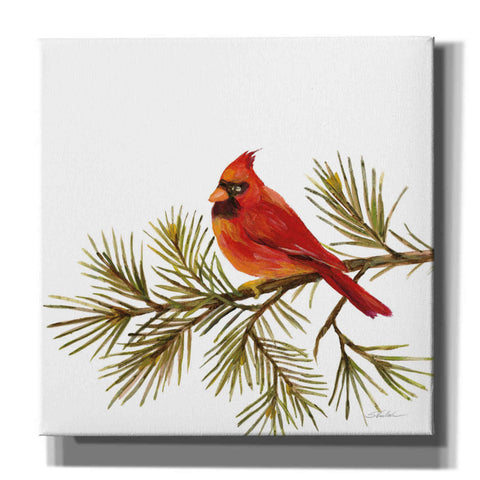 Image of 'Cardinal Christmas V on White' by Silvia Vassileva, Canvas Wall Art,12x12x1.1x0,18x18x1.1x0,26x26x1.74x0,37x37x1.74x0