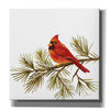 'Cardinal Christmas V on White' by Silvia Vassileva, Canvas Wall Art,12x12x1.1x0,18x18x1.1x0,26x26x1.74x0,37x37x1.74x0
