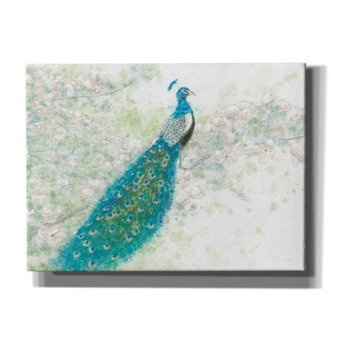 Image of 'Spring Peacock I' by James Wiens, Canvas Wall Art,16x12x1.1x0,26x18x1.1x0,34x26x1.74x0,54x40x1.74x0