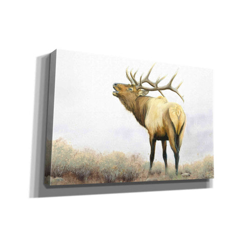 Image of 'Majestic Elk' by James Wiens, Canvas Wall Art,18x12x1.1x0,26x18x1.1x0,40x26x1.74x0,60x40x1.74x0
