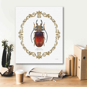 'Adorning Coleoptera I' by James Wiens, Canvas Wall Art,20 x 24
