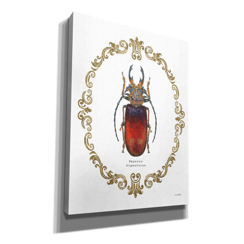 Image of 'Adorning Coleoptera I' by James Wiens, Canvas Wall Art,12x16x1.1x0,20x24x1.1x0,26x30x1.74x0,40x54x1.74x0