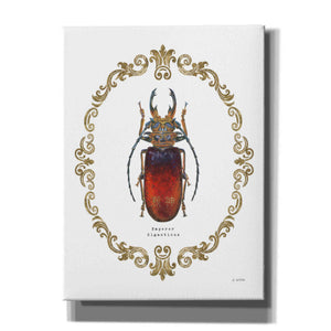 'Adorning Coleoptera I' by James Wiens, Canvas Wall Art,12x16x1.1x0,20x24x1.1x0,26x30x1.74x0,40x54x1.74x0