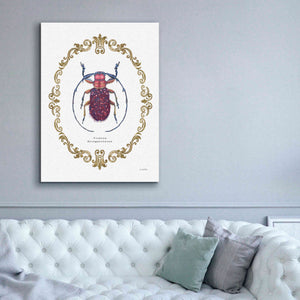 'Adorning Coleoptera II' by James Wiens, Canvas Wall Art,40 x 54