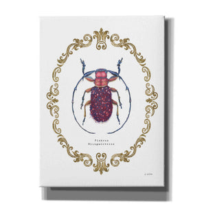 'Adorning Coleoptera II' by James Wiens, Canvas Wall Art,12x16x1.1x0,20x24x1.1x0,26x30x1.74x0,40x54x1.74x0