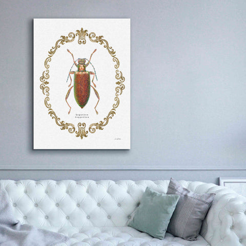 Image of 'Adorning Coleoptera VI' by James Wiens, Canvas Wall Art,40 x 54