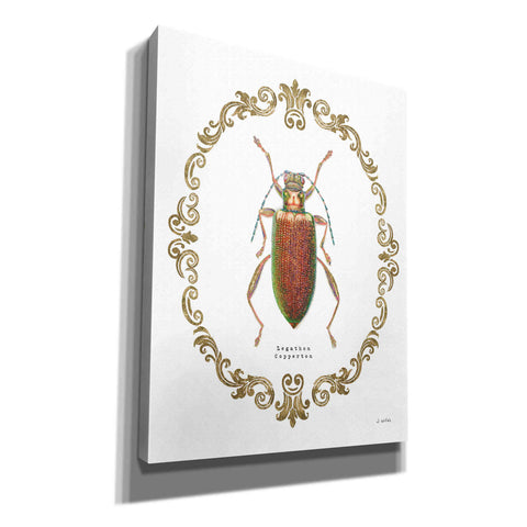 Image of 'Adorning Coleoptera VI' by James Wiens, Canvas Wall Art,12x16x1.1x0,20x24x1.1x0,26x30x1.74x0,40x54x1.74x0